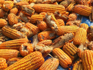 mykotoksyny w kukurydzy