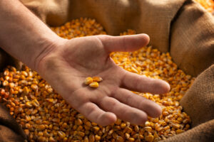 odmiany kukurydzy na ziarno