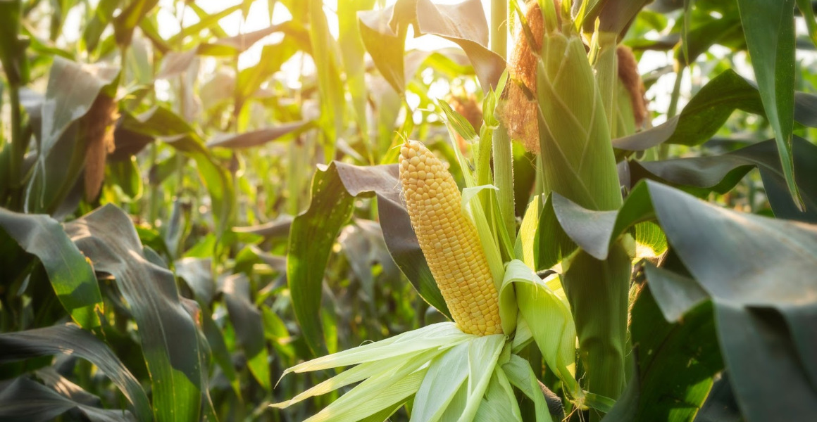 odmiany kukurydzy na ziarno