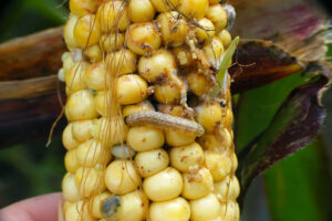 omacnica prosowianka w kukurydzy