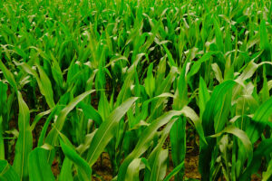 ochrona kukurydzy