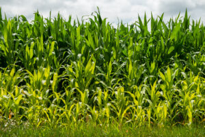 plonowanie kukurydzy