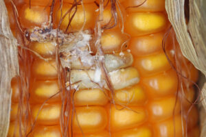 fuzarioza kolb kukurydzy