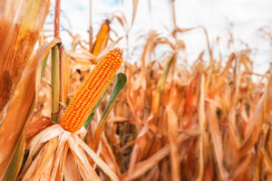 odmiany kukurydzy