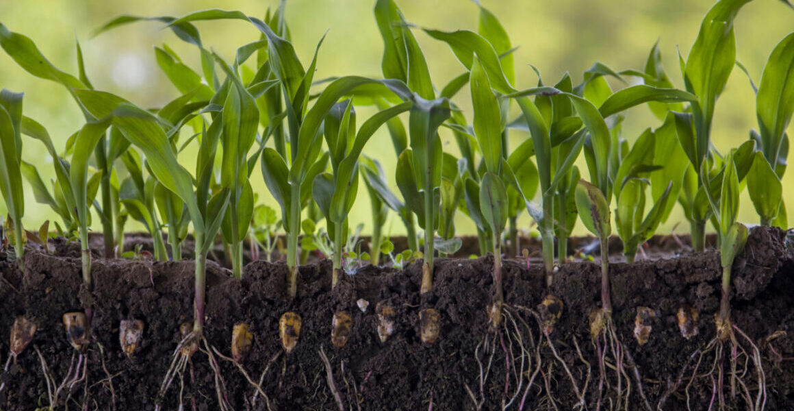 wymagania glebowe i pokarmowe kukurydzy