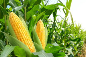 odmiany kukurydzy na kiszonkę