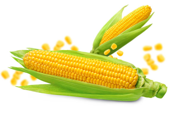 kolby kukurydzy
