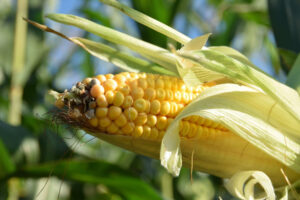 najlepiej plonujące odmiany kukurydzy