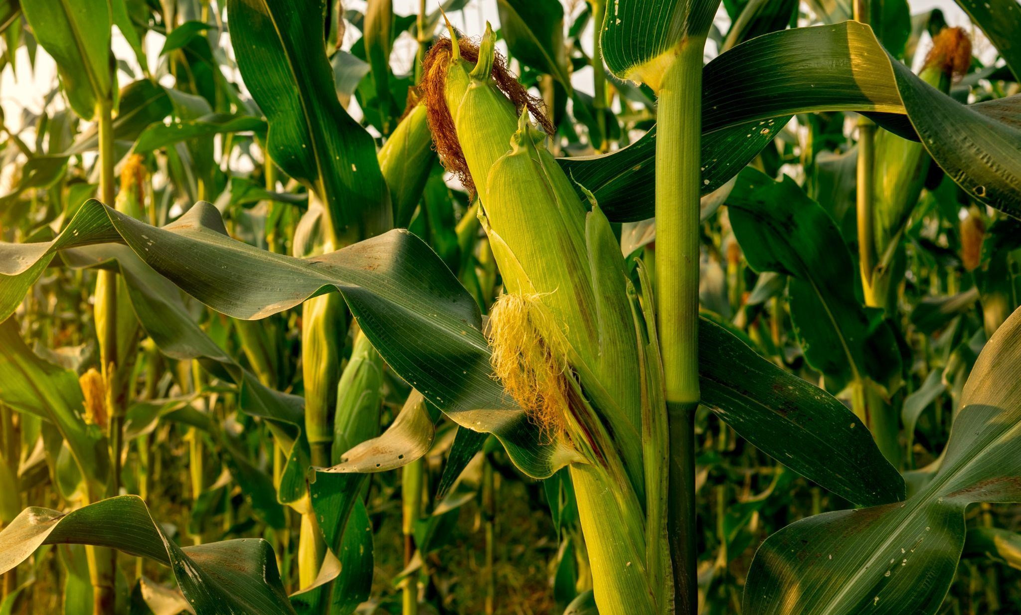 najlepiej plonujące odmiany kukurydzy