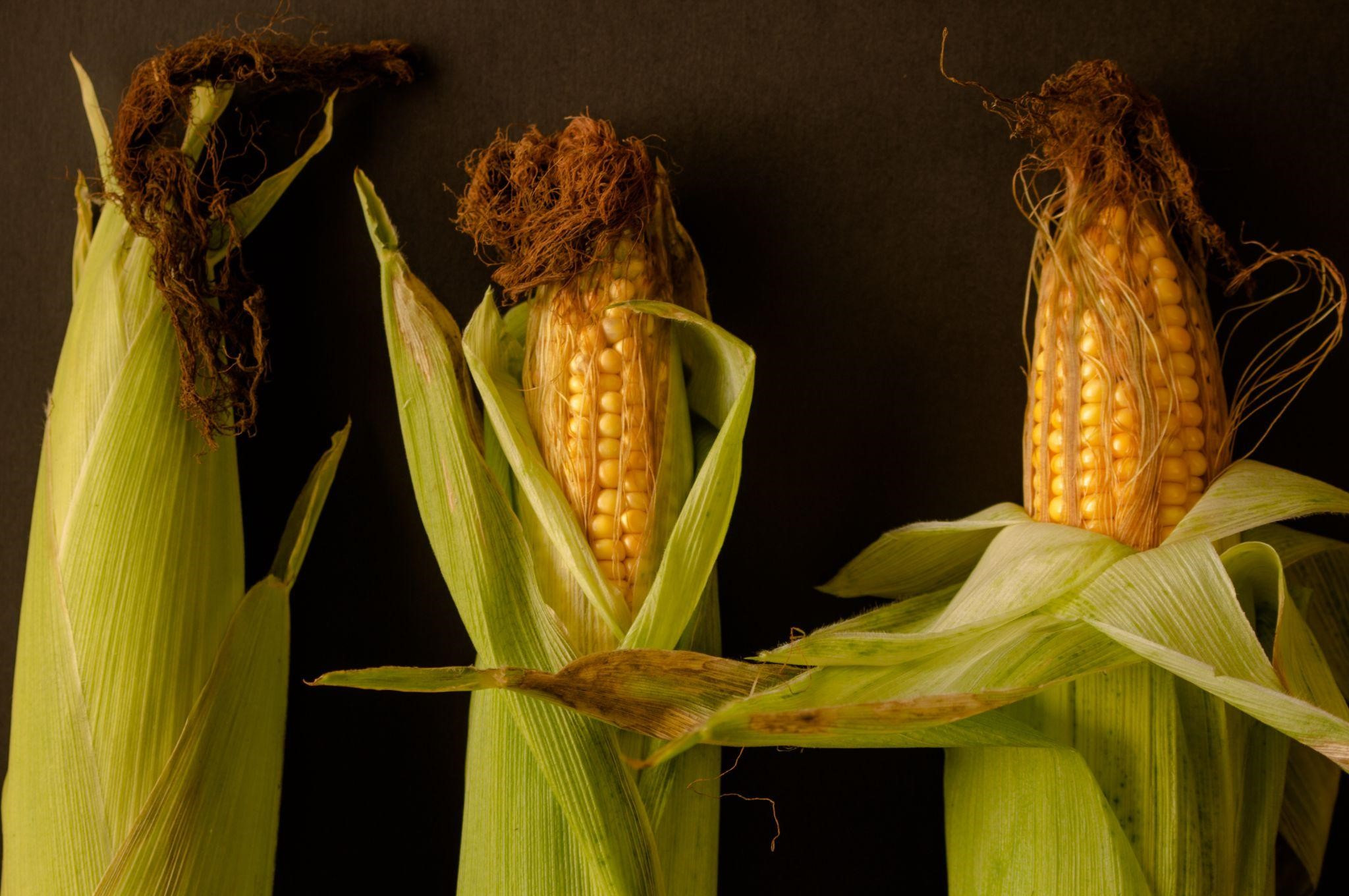 wydajność kukurydzy z hektara