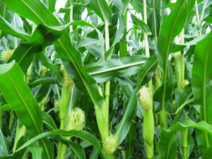 odmiany kukurydzy odporne na suszę