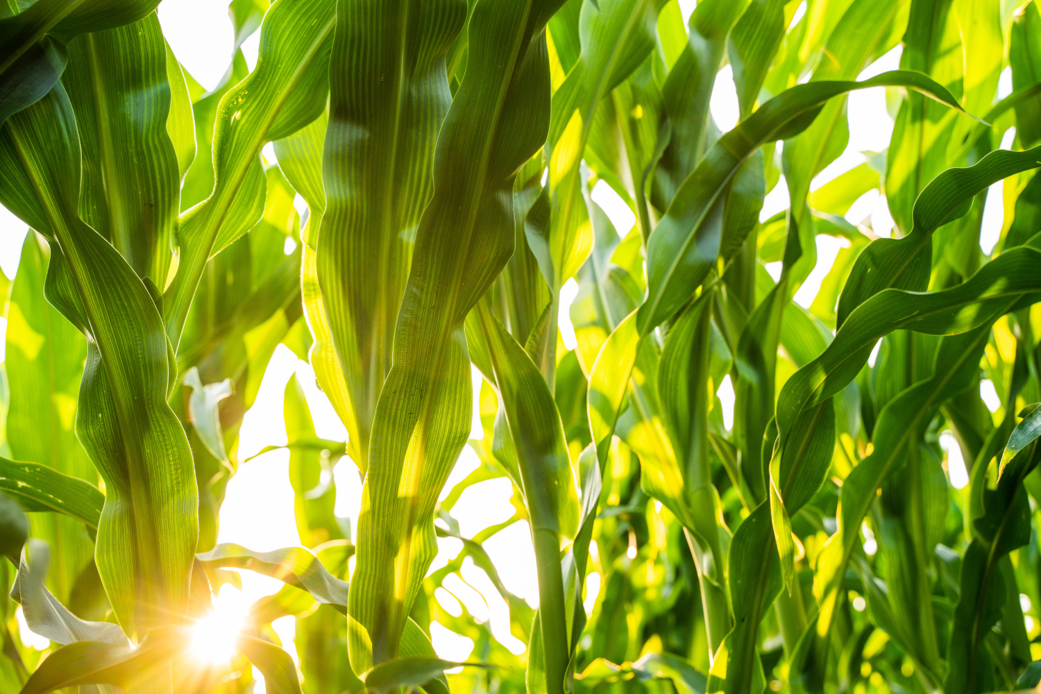 wczesne odmiany kukurydzy