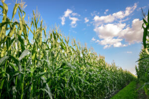 średnio wczesne odmiany kukurydzy