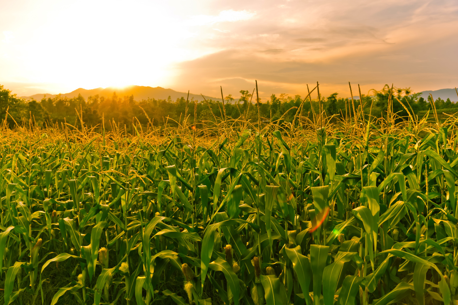 odmiany kukurydzy na 2024 rok